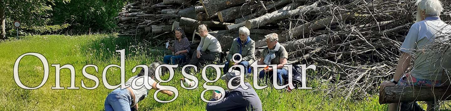 Onsdagsgåtur langs Ladegårdsåen